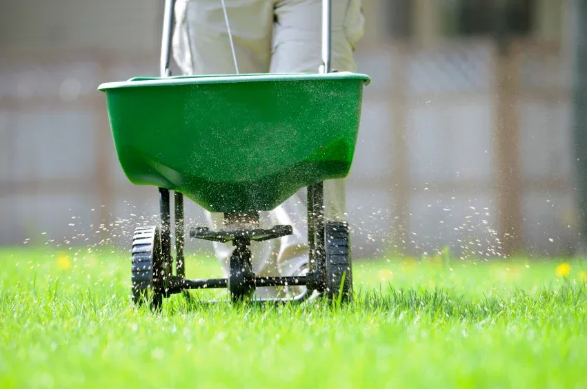 seeding lawn