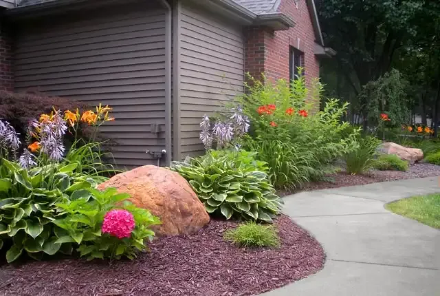 shrubs and plants