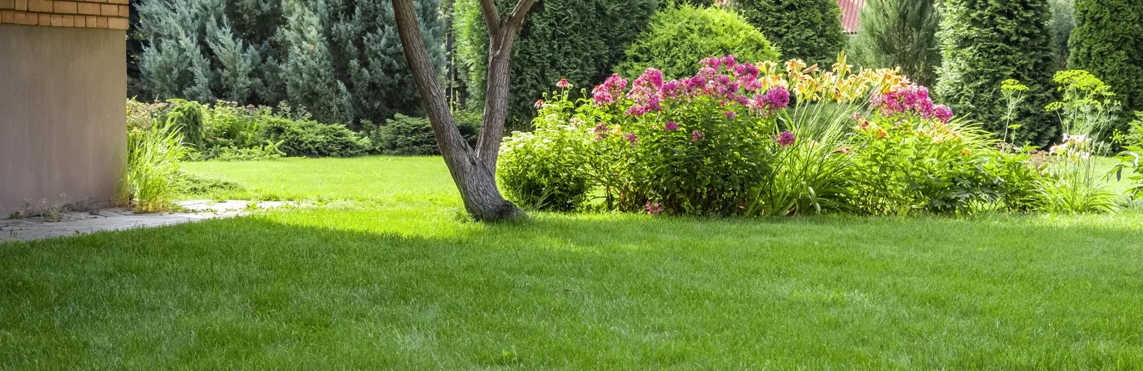 green grass in backyard