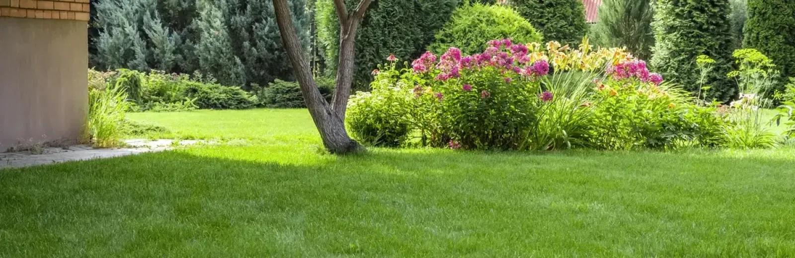 green, landscaped backyard