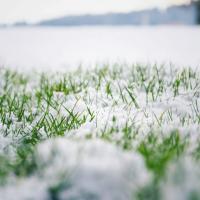 snow in grass