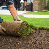 rolling out fresh sod in the yard