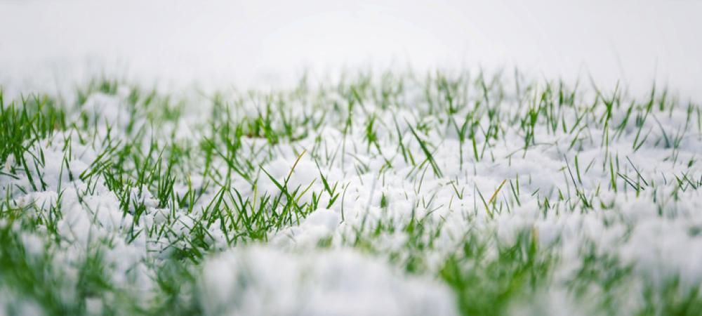 snow in grass
