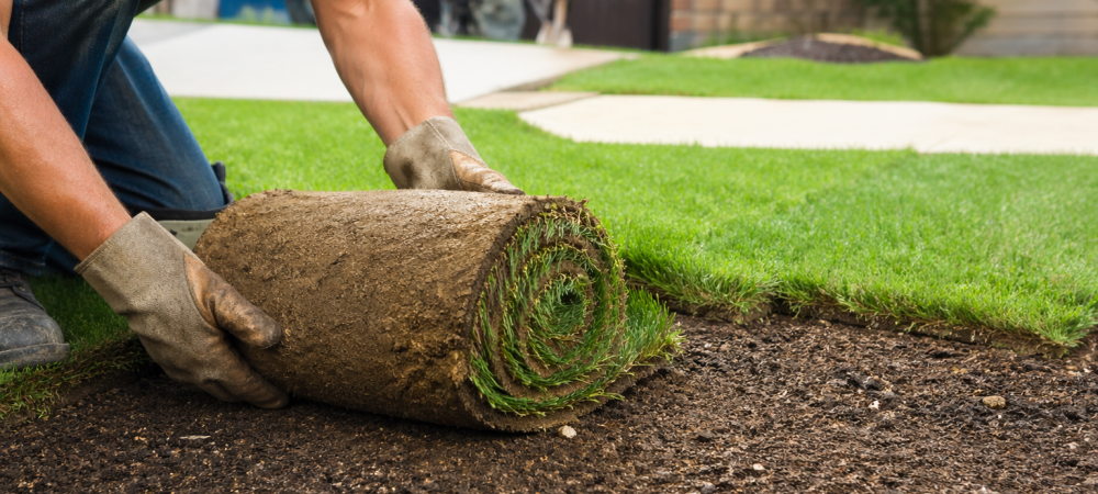 rolling out fresh sod in the yard