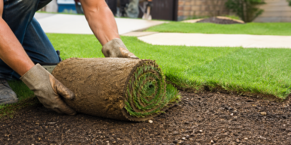 rolling out fresh sod in the yard