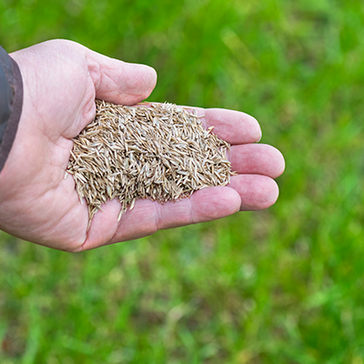 Overseeding